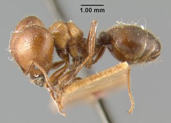 Media type: image;   Entomology 9138 Aspect: habitus lateral view